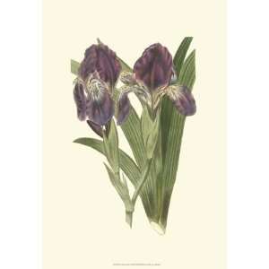  Edwards   Iris Varieties II