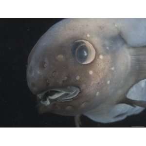  Deepsea Fish {Paraliparis Sp.), Deep Sea Atlantic Ocean 