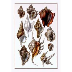  Shells Trachelipoda #5 28x42 Giclee on Canvas