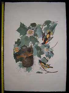 1827 Original Audubon Havell Baltimore Oriole 1st State  