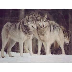  WOLVES 9337 CROSS STITCH CHART