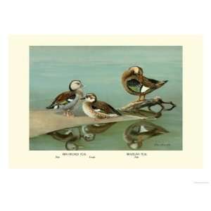   Necked and Brazilian Teals Premium Poster Print by Allan Brooks, 24x32