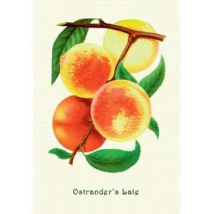  Ostranders Late Peaches 12x18 Giclee on canvas