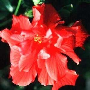  ALTHEA AMPLISSIMUS RED DOUBLE / 7 gallon Potted Patio 