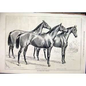  1878 Middle Park Yearlings Horses Macaroni Rosicrucian 