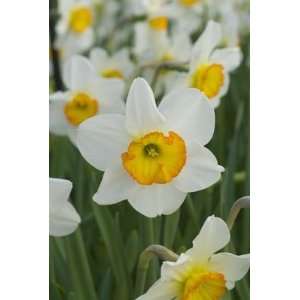  Narcis Flower Record white orange cup 5_bulbs Patio, Lawn 