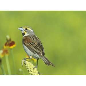  Male Dickcissel (Spiza Americana) on Mullein (Verbascum 