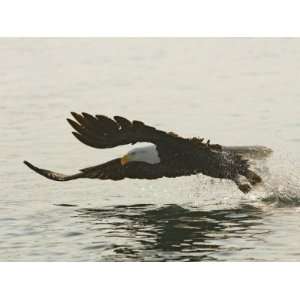  Bald Eagle Seeking to Catch a Fish, Homer, Alaska, USA 