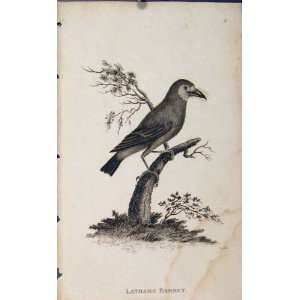  Lathams Barbet Bird Art Engraving Antique Print Old