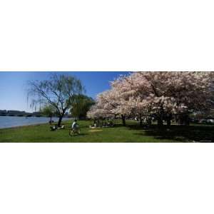  Group of People in a Garden, Cherry Blossom, Washington D 