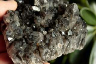 314g Tibetan Lemurian Black Quartz Crystal/Channel​ing Point Cluster 
