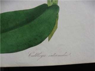 PAXTON DOUBLE PAGE ORCHID CATTLEYA INTERMEDIA 1843  