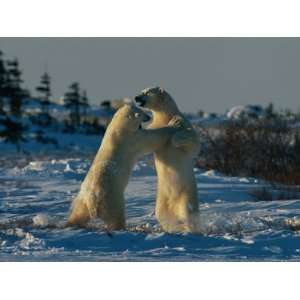 Pair of Polar Bears (Ursus Maritimus) Wrestle One Another Stretched 