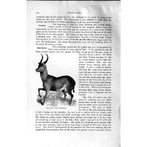   NATURAL HISTORY 1894 PUKU AFRICA VARDONI WILD ANIMAL