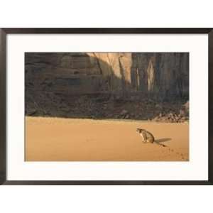  A mountain lion in desert setting Animals Framed Art 