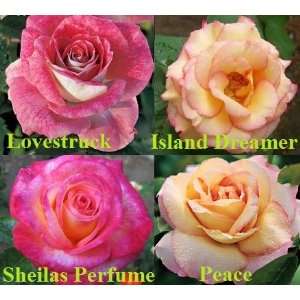  Lovestruck, Island Dreamer, Sheilas Perfume & Peace 4 