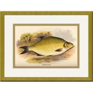    Gold Framed/Matted Print 17x23, Common Bream
