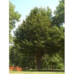  BILTMORE PERSIAN IRONWOOD / 5 gallon Potted Patio, Lawn 