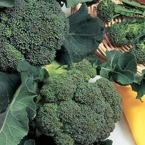  Organic Broccoli Green Sprouting 150+ Seeds Patio, Lawn 
