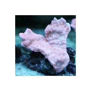 Montipora capricornis Pink Vase Coral Frag  Kitchen 