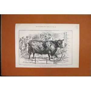    1888 Cattle Show Scotch Polled Cow Wilken Waterside