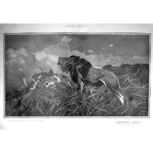   1910 ROARING LIONS WILD ANIMALS WILHELM KUHNERT PRINT