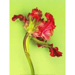 Parrot Tulip   Poster by Porchez Cedric (12x16) 