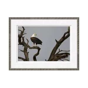  African Fish Eagle Linyanti Swamps Botswana Framed Giclee 