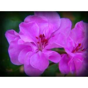   Purple Dutchess Geranium Flower Seeds GMO Free Patio, Lawn & Garden