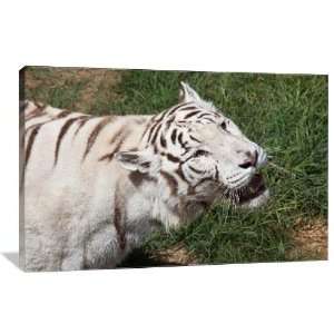 White Tiger   Gallery Wrapped Canvas   Museum Quality  Size 20 x 13 