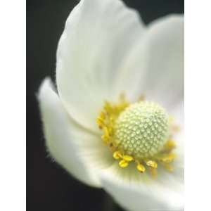  Anemone Sylvestris (Snowdrop Anemone), Close up of a White 