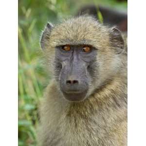 Chacma Baboon, Kruger National Park, South Africa, Africa Photographic 