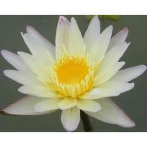    WHITE DAY WATER LILY pond plants 5 seeds Patio, Lawn & Garden