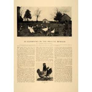 1906 Article Poultry Farming Chicken Rooster Turkey Eggs Agriculture 