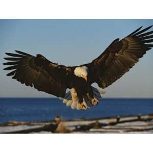  American Bald Eagle Comes in for a Landing National 