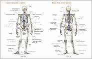   Chart, (1878576208), Flash Anatomy, Textbooks   