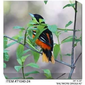 All Weather Art Baltimore Oriole Print 