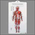 Skeletal Muscular System Anatomical Chart Charts  