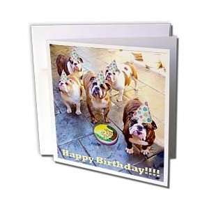  Edmond Hogge Jr Birthdays   English Bulldog Birthday 