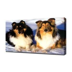  Collies   Canvas Art   Framed Size 32x48   Ready To Hang 