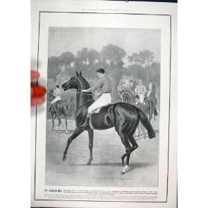  Elliman Colours Race Horse Advert Old Print 1902