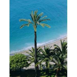 Palm Trees and Baie Des Anges, Nice, Cote dAzur, Alpes Maritimes 