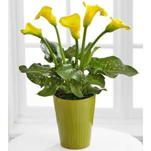 Summer Radiance Calla Lilies Plant  Grocery & Gourmet Food