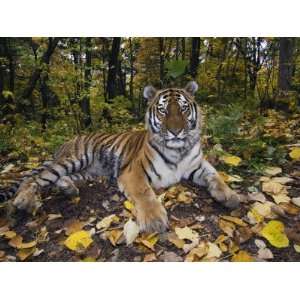  Siberian Amur Tiger, Male Rescued from Poachers, Eutyos 
