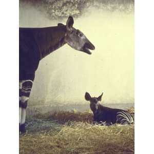  Baby Okapi Sitting on Mat of Straw as Its Mother Looks on 