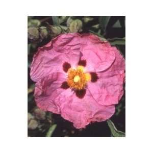 Cistus x purpureus   Rock Rose Patio, Lawn & Garden