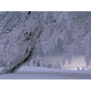  Snow Blanketed Trees in a Fairy Tale Winter Landscape 