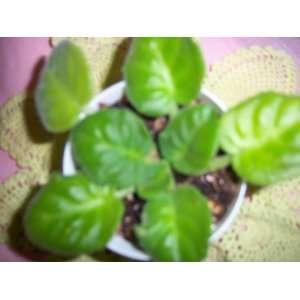    pink raspberry Russian African Violet Plant 