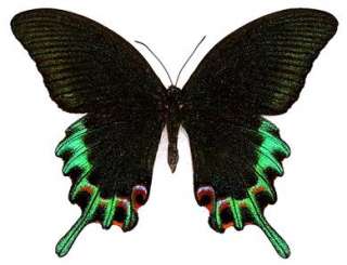 BUTTERFLY/MOTH/MOUNTED Philippines Beauty PAPILIO HERMELI  