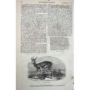  1840 SPRINGBOK WILD ANIMAL NATURE ANTIQUE PRINT